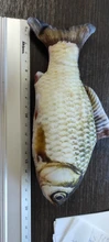 Doll-Pillow Cat-Toy Cat Mint Simulation-Fish Grass-Carp Funny New Pet-Molar