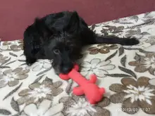 Chew-Toys Pets-Supplies Rubber Puppy Pet-Play Dogs Animal-Shape Squeaky HOOMIN Sound-Toy