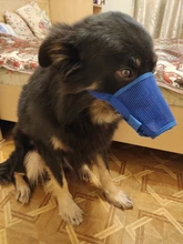 De policarbonato para perros ajustable máscara ladrar morder de la boca de malla boca aseo Anti deja de masticar