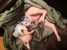 Ropa de gato para gatos, disfraz de gato de invierno, Sudadera con capucha, suéter, ropa de cachorro mascota, productos para gatos