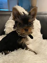 Collar de estrás para perro 3 filas de cuero de gamuza de Diamante gato cachorro 5 colores para pequeño mediano perros Chihuahua Yorkshire