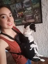 Gato bolsa frente mochila portador de chihuahua de perro de peluche mochila perros pequeños de mascotas productos para mascotas perros chien