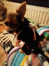 Panties Briefs Underwear Pet-Physiological-Pants Dog-Diaper Sanitary-Shorts Washable