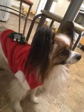 Christmas Dog Clothes Small Dogs Santa Costume for Pug Chihuahua Yorkshire Pet Cat Clothing