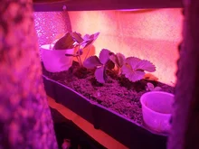 Phyto-Lamp Flower-Growth-Lighting Seedling Led Grow Cob-Chip Indoor-Plant Full-Spectrum