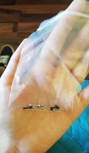 Uds 16G Tragus hélice Bar 2,5-6mm bola de acero inoxidable barra Daith Oreja anillo aretes perforación del cartílago del oído joyería del cuerpo