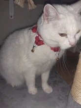 Grooming-Accessories Towel Scarf Necklace Collars Decor Cat Dogs Saliva Adjustable Plush