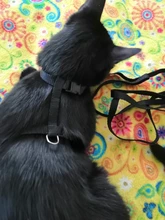 Arnés y correa para cachorros y gatitos, cinturón de tracción ajustable para animales, cuello Halter para gatos y gatitos, sin cartón