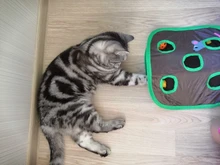 Juego de ratones de Gato para mascotas, tienda de campaña con campana de juguete de inteligencia con 9 agujeros, túnel de juego para gatos, ratón abatible, juguetes para mantener a los gatitos activos