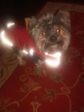 Ropa de invierno cálida para perros, chaleco reflectante para cachorros, chaqueta polar cómoda para mascotas, abrigo para perros pequeños, medianos y grandes, 2020