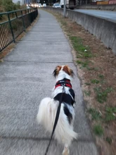 Adjustable Harness Pets-Accessories Dog-Vest Reflective-Dog Walk-Out Soft 