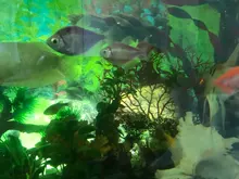 Decor-Plants Landscaping-Decor Tank Aquarium Plastic Resin Coral Fishing-Fis Sea-Iron-Tree