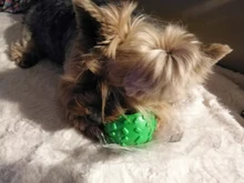 Elasticity Pet Dog Toy Interactive Dog Chew Toy For Dog Tooth Cleaning Ball Food Dispenser