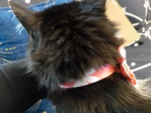 Dog-Accessories Collars Engraved Pet-Puppy Printed Custom Personalized Fashion Nylon