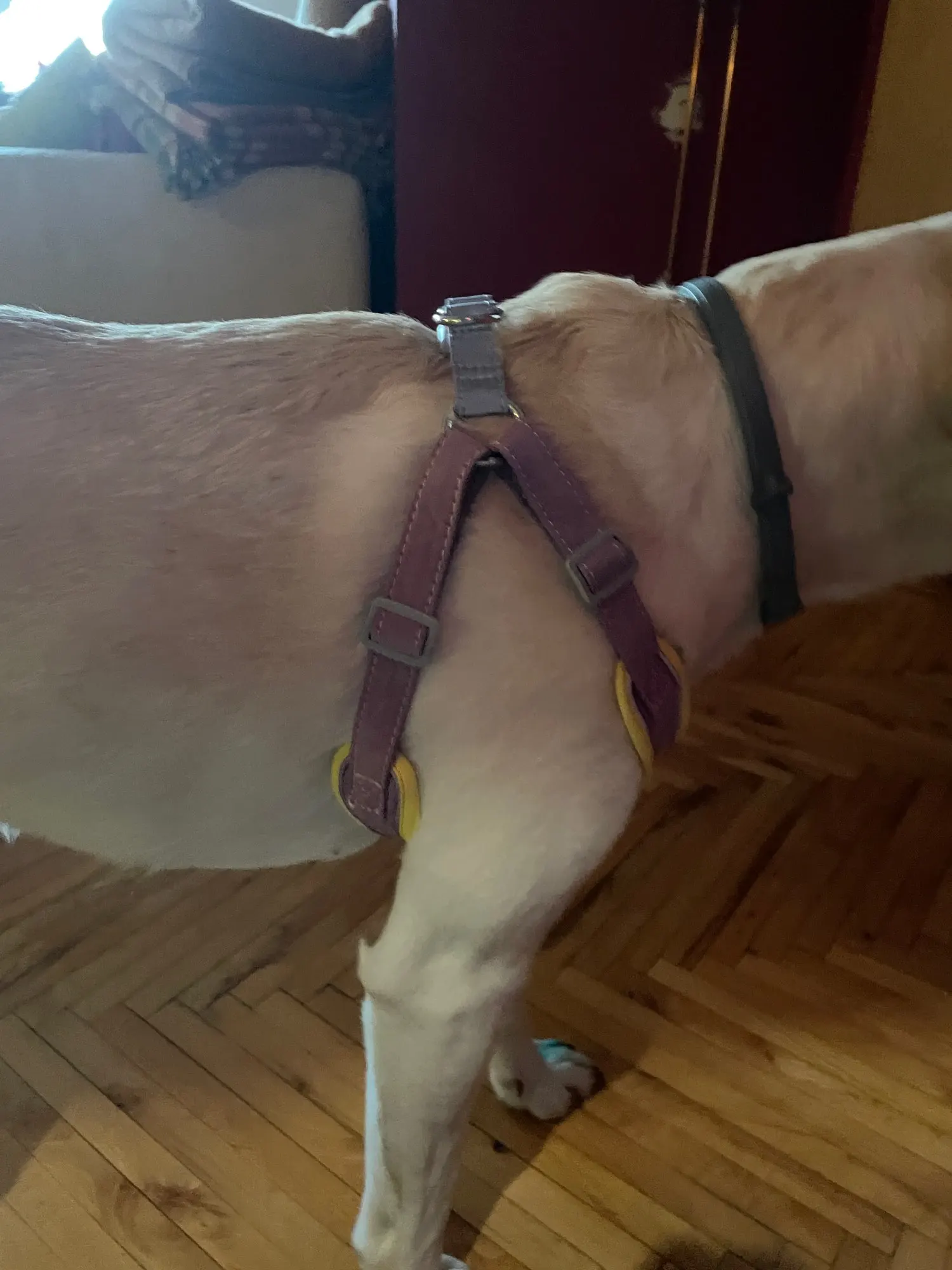 Adjustable Dog Harness with Leash - No Pull photo review
