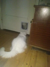 Pet-Gate Door-Kit Flap-Door Security-Lock Dog Cat Abs-Plastic Kitten with 4-Way for Small