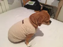 Dog Winter Bulldog-Coat Chihuahu Small French Outfit Puppy Medium Warm 