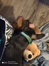 Leash-Set Pet-Collar Free-Engraved-Nameplate Dogs Small Custom Personalized for Medium