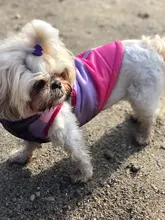 Coat Vest Jacket Yorkie Chihuahua Puppy Outfit Pet-Dog Winter Warm for Windproof Padded