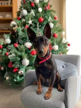 Dog-Collar Padded Dogs Custom Personalized Medium Engraved-Nameplate with Id-Tag 