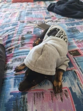 Sudadera con capucha para Perro, Ropa de invierno para mascotas, abrigo, Chaqueta de algodón, Ropa para Bulldog Francés