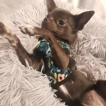 Cute Printed Chihuahua French Bulldog Harness Adjustable Puppy Cat Harness Pet Small