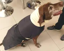 Jacket Clothing Coat Greyhound Waterproof Dog Dogs Large Super-Warm Medium Thick 