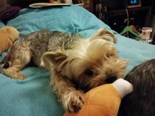 Dog Toys Puppy Pet Play Chew Toys Chicken Legs Plush Squeaky Toy For Dogs Cats Pets Pet