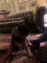 Vest Harness Collar Dog-Leash Pet-Dog German Shepherd Dogs K9 Walking Nylon Adjustable