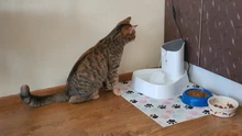 1.8L Cat Water Fountain Quiet Automatic Pet Water Dispenser For Cats Dogs Birds Electric