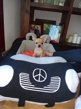 Dog-Beds Pet-Products Puppy-Cat-House Cama Cats Dogs Small Luxury Cushion Dog-Sleeping-Kneel