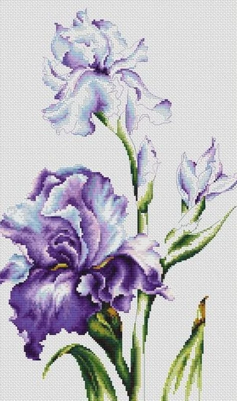Ирисы