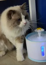 Container Dispenser Water-Level-Display Cats-Drink Dogs Automatic-Water-Feeder Electric