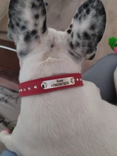 Dog-Collar Dogs Pink Customized Engraved Yorkies Chihuahua for Small