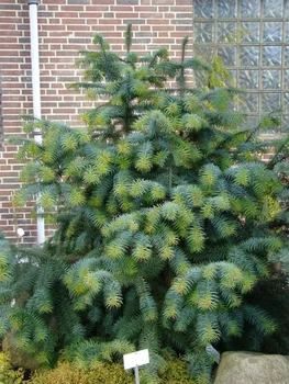 

Kunningamy ланцетовидная seeds 20 PCs