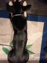 Necklaces-Accessories Collar Puppy-Products Chat Kitten Kota Small Traumdeutung for Pet-Dog