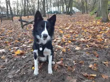 Truelove Pet Dog Harness Large Small For Pitbull Reflective Safety Harness For Dogs