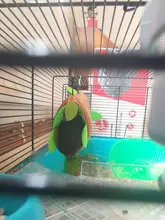 Hamster Hammock Cage House Soft Toys Leaf-Tunnel Warm Small Nest Pet-Toy Forest Ropeway