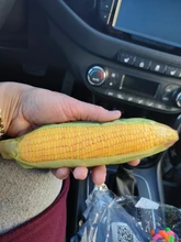 Hueso de carne forma de perro de mascota Squeaker Juguetes Para masticable para perros cachorro gato juguete accesorios de mascotas interesante Zabawki Dla Psa Kedi Malzemeleri