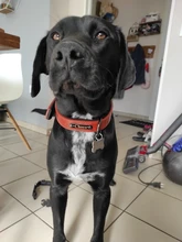 Dog-Collar Leash Engrave-Name Designer Personalized Luxury for Big Large And