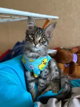 Camiseta de malla para gatos y cachorros, ropa bonita para mascotas, camiseta de dibujos animados de pato, chalecos informales para XS-XXL pequeñas