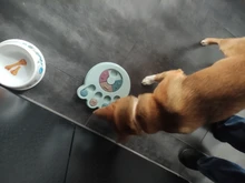 Feeder Toys Dispensing Dog Puppy Dog-Puzzle Training-Games Slow Interactive Small IQ