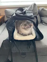 Dog-Carrier-Bags Airline Pet-Cat-Dog-Backpack Portable Cats Small Dog for Approved