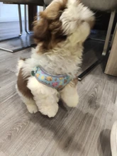 Arnés para perro o gato reflectante personalizado, chaleco para mascota, conjunto de correa ajustable para caminar para cachorro, perros medianos y pequeños, suministros para mascotas Chihuahua