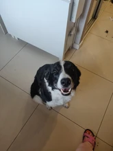 Dog Clipper Shaver-Machine Pet-Hair-Trimmer Grooming Electric Professional Rechargeable