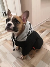 Jacket French Bulldog Dog Winter SUPREPET Coat Pet-Dog Dogs Large Cotton for Warm Perro