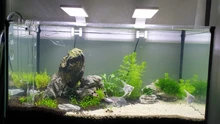 AQUARIUM-FILTER Lily-Pipe Outflow Glass Surface-Skimmer Planted NICREW And with 13mm
