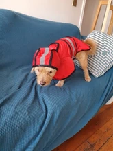 Jumpsuit Hoodies Pet-Coat Rain-Jacket Reflective French-Bulldog-S-2xl Waterproof Medium