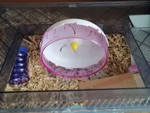 Wheel-Toys Hamster Jogging-Wheel Sports Silent Running-Disc-Toy Pet 2-Colors 3-Size Rotatory