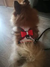 Pet-Supplies Harnesses-Vest Dog-Accessories Pitbull Dogs Reflective Pug Bling Medium